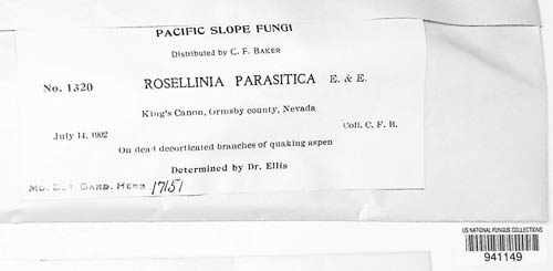 Rosellinia parasitica image